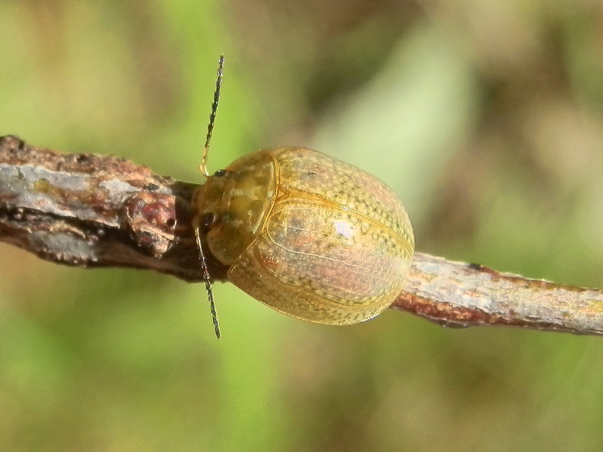 Chrysomelid Beetle