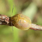 Chrysomelid Beetle