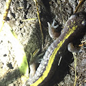 Long toed salamander