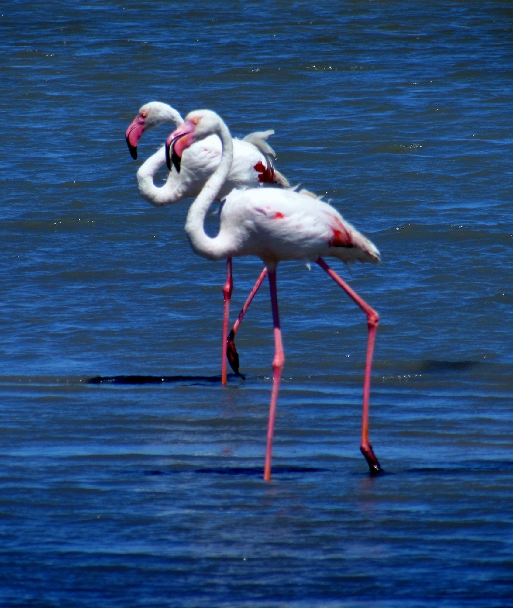 Fenicotteri rosa in camargue di Giorgio Lucca