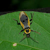 Soldier Beetle