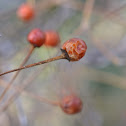 Wild chili