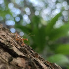 Asian Weaver Ant