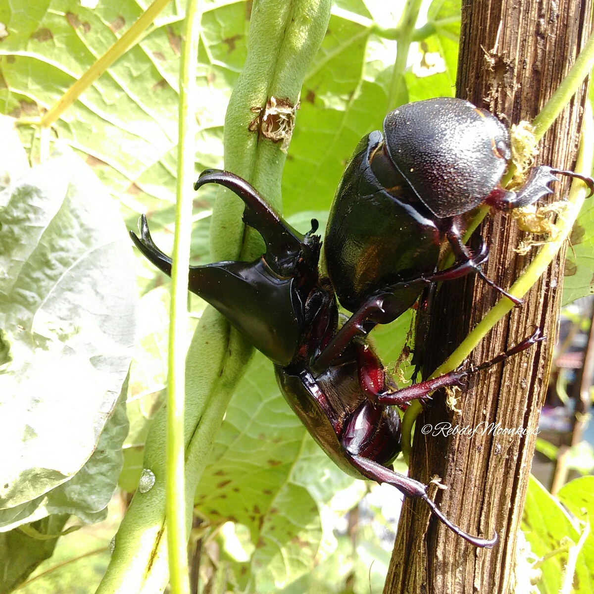 brown rhinoceros beetle