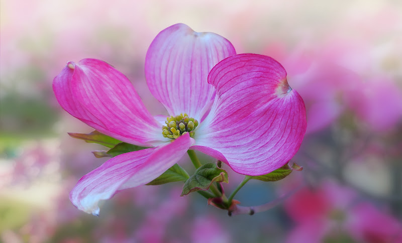 Cornus Florida di SalvoGreco