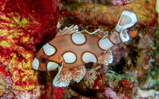 Brown spotted fish screenshot 1