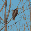 Red-tailed Hawk (Juvenile)