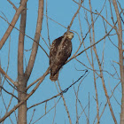 Red-tailed Hawk (Juvenile)