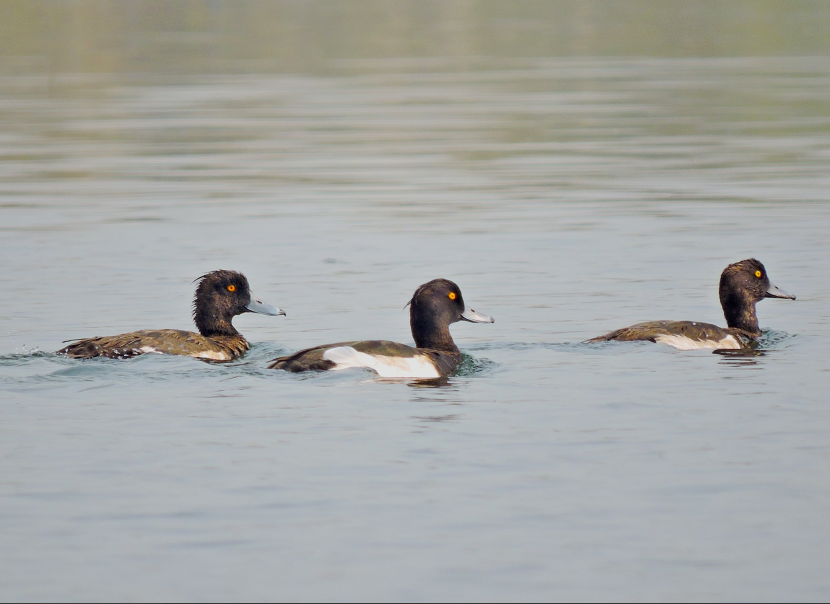 Tufted duck