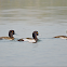 Tufted duck