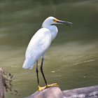 Snowy Egret