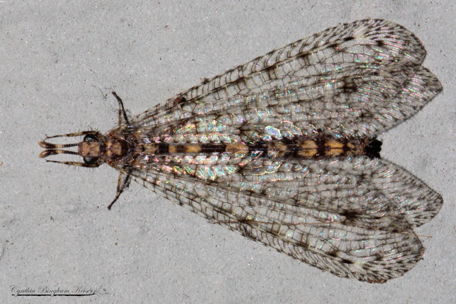 Antlion