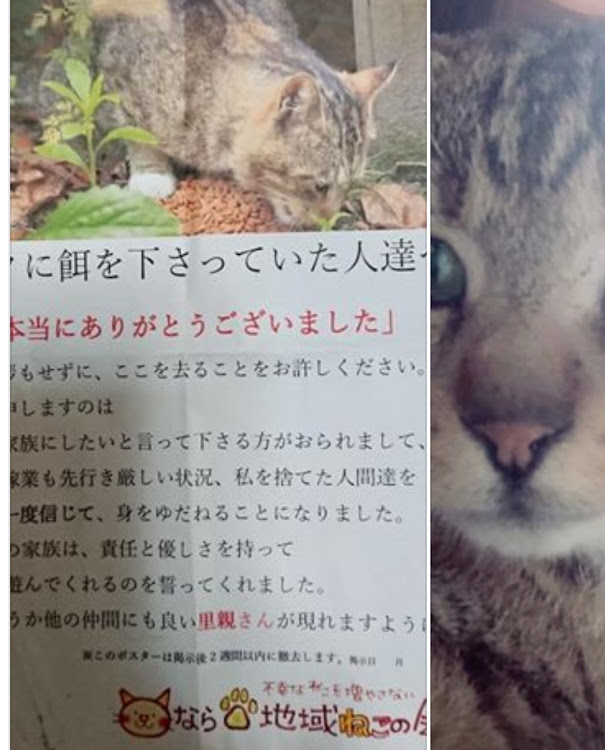フィットの同じ命・里親探し・動物愛護・🌃寝付けぬ夜に…・いいお話に関するカスタム事例の投稿画像2枚目