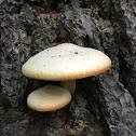 Elm Mushroom