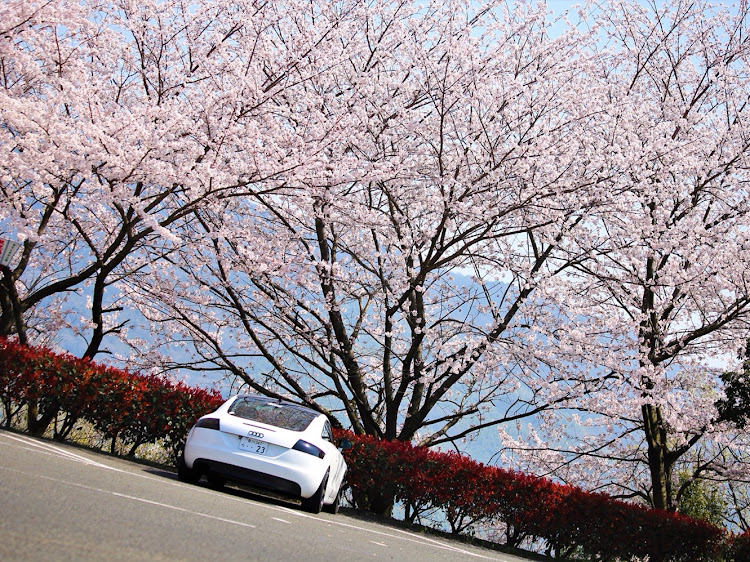 TT クーペのエムズガレージ・レッドメモリー・一眼レフ・桜とコラボに関するカスタム事例の投稿画像3枚目