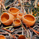 Orange Peel Fungus