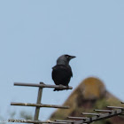 Jackdaw