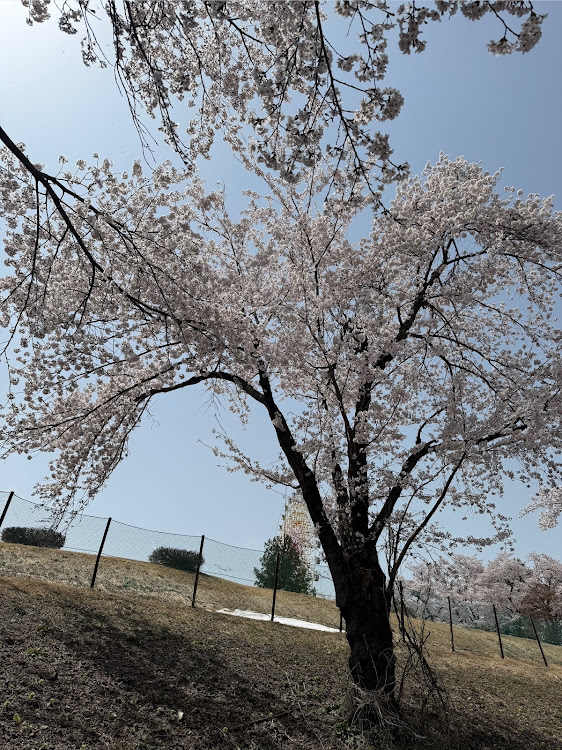 アコードの桜×愛車・ﾗｰﾒﾝ🍜・松が峰に関するカスタム事例の投稿画像11枚目