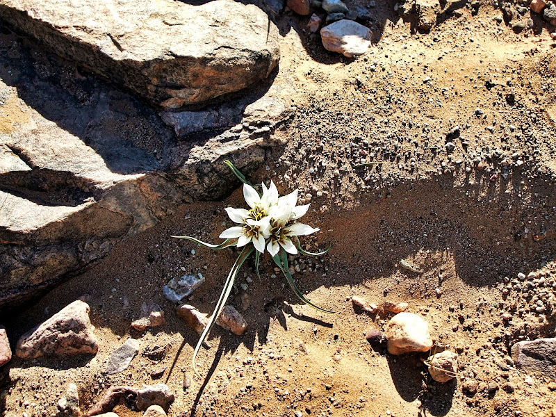 desert flower di Ale Brigante