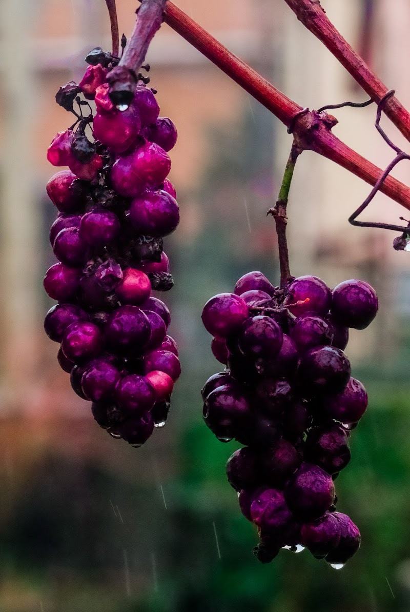 Purple grapes di Merlograziano