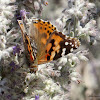 Painted Lady Butterfly