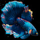 Fish Live Wallpaper HD Custom New Tab