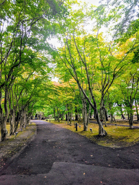 ノート オーラのいつも、いいね！有り難う御座います🙇・函館2日目・朝食バイキングには参りました・紅葉散策・ラーメン🍜旨いに関するカスタム事例の投稿画像7枚目
