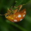 Orange Ladybird