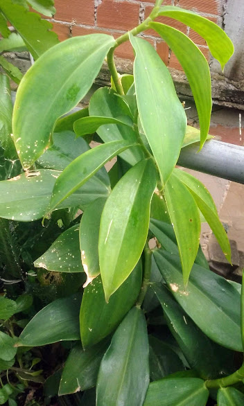 - Cana-do-brejo, Cana-de-macaco(Costus spicatus) - Panta de propriedades medicinal