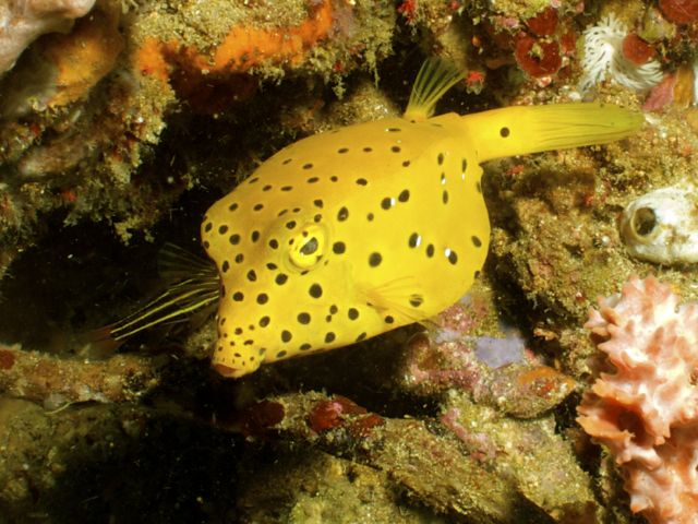 Yellow boxfish