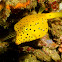 Yellow boxfish