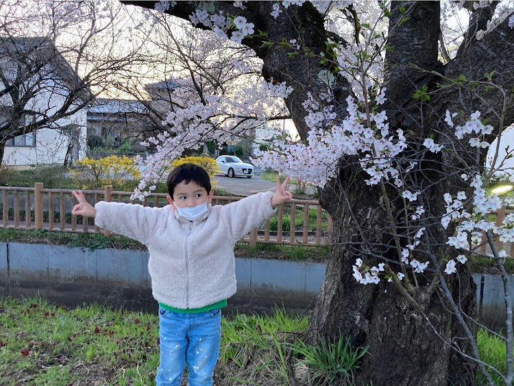 アルトの新潟・桜とコラボ・アルト・ha25sに関するカスタム事例の投稿画像2枚目