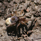 Georgian Tiger Wolf Spider