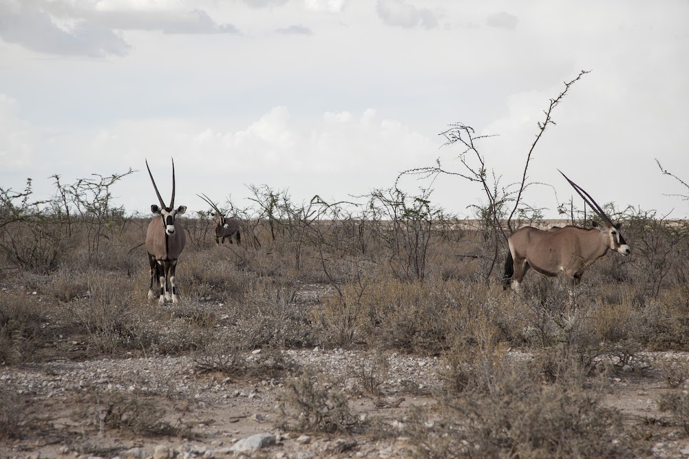Африканское сафари. Намибия и ЮАР