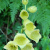 Yellow foxglove (Κίτρινη δακτυλίτιδα)