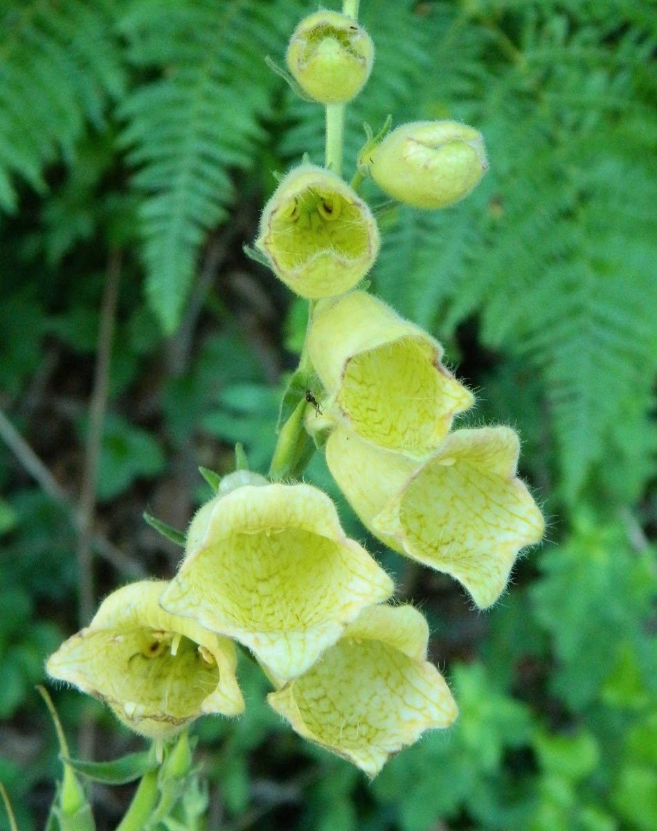 Yellow foxglove (Κίτρινη δακτυλίτιδα)