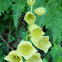 Yellow foxglove (Κίτρινη δακτυλίτιδα)