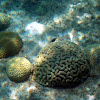 Brain Coral assortment