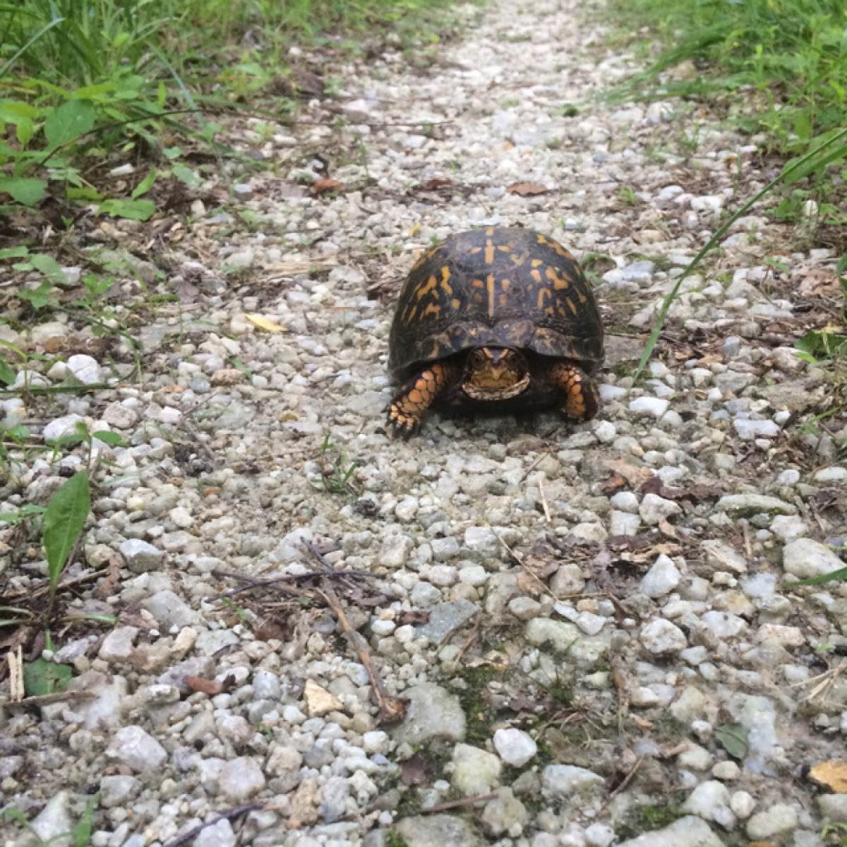 Eastern Box Turtle