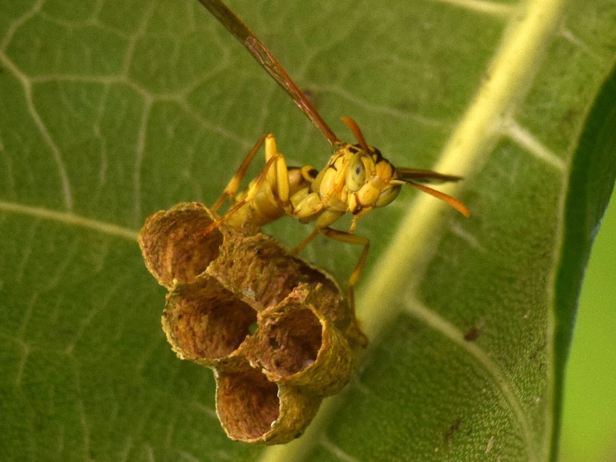 Paper Wasp