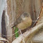 House Wren - Curruíra