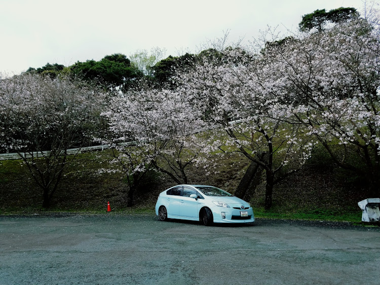 プリウスの桜と愛車に関するカスタム事例の投稿画像3枚目