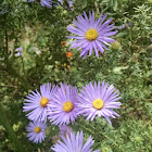 Aromatic Aster