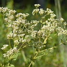 Round-leaved Boneset