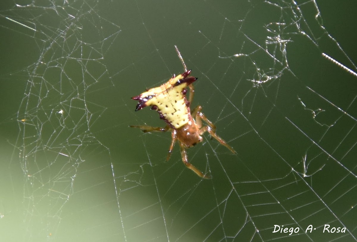 Micrathena furva