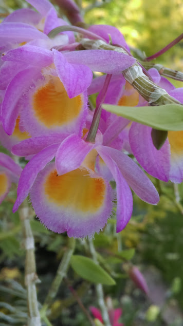 Dendrobium loddigesii 2fvTmXmmdxutpxB4AymoYoT42wVXnA3mcbMt7fxnhdD7TfZ7p2aggyRgVBYBsKa1iJZjkRpkD6j9mKmzc3dMzUAk8Sz9uHFqx0TieJYJJI-djhoF8aYaVVjY7YUl6iS95DrKGfQ8AR-V0Qqtvd9s3ObDcZWoFIOObuJj0y_h2o1zjMzxzDdCGxQesG83yJpB3hUSZ9OIFl9z8doHeT8JuFbKqoqEmfGne10oc6-3Jn0IbeqqddQ9fqKGlGIS9nBofipoY3NUyF502rVs8frhlFfCDUdaQjJGHqkrPFYl137_SSx73hqQo9NgGmAnlT-NgykXWoJPfm7iSrT5_0iNc1Yu8Gx2TXEy2v5m96MOVNzd2C2Mgm70xV5kF78shwmLXyBc73pXxbllqfXCzCM3IJ0ejHQsy1lguMVFdouYgwi6Xdz-zSO-jfimvipKXOie9axMwwAoc1gyx-YUR6dppidt64cXlrCnfimwGfKvaqvGQjyWdhAc4UOSCBcL9IQRKlLh6EVBHRBNpRfZf8teVhGo_v3GP5BhtwnlH1PsVugDCffbT4cIu7bUth9ccfa8MNJ_ig=w356-h635-no