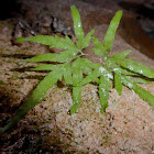 Japanese Climbing Fern