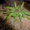 Japanese Climbing Fern