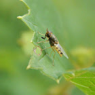 Soldier Fly