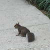 Eastern Grey Squirrel